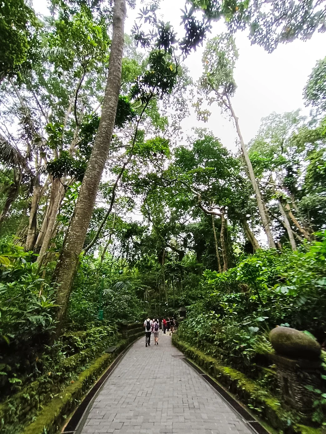 Monkey Forest