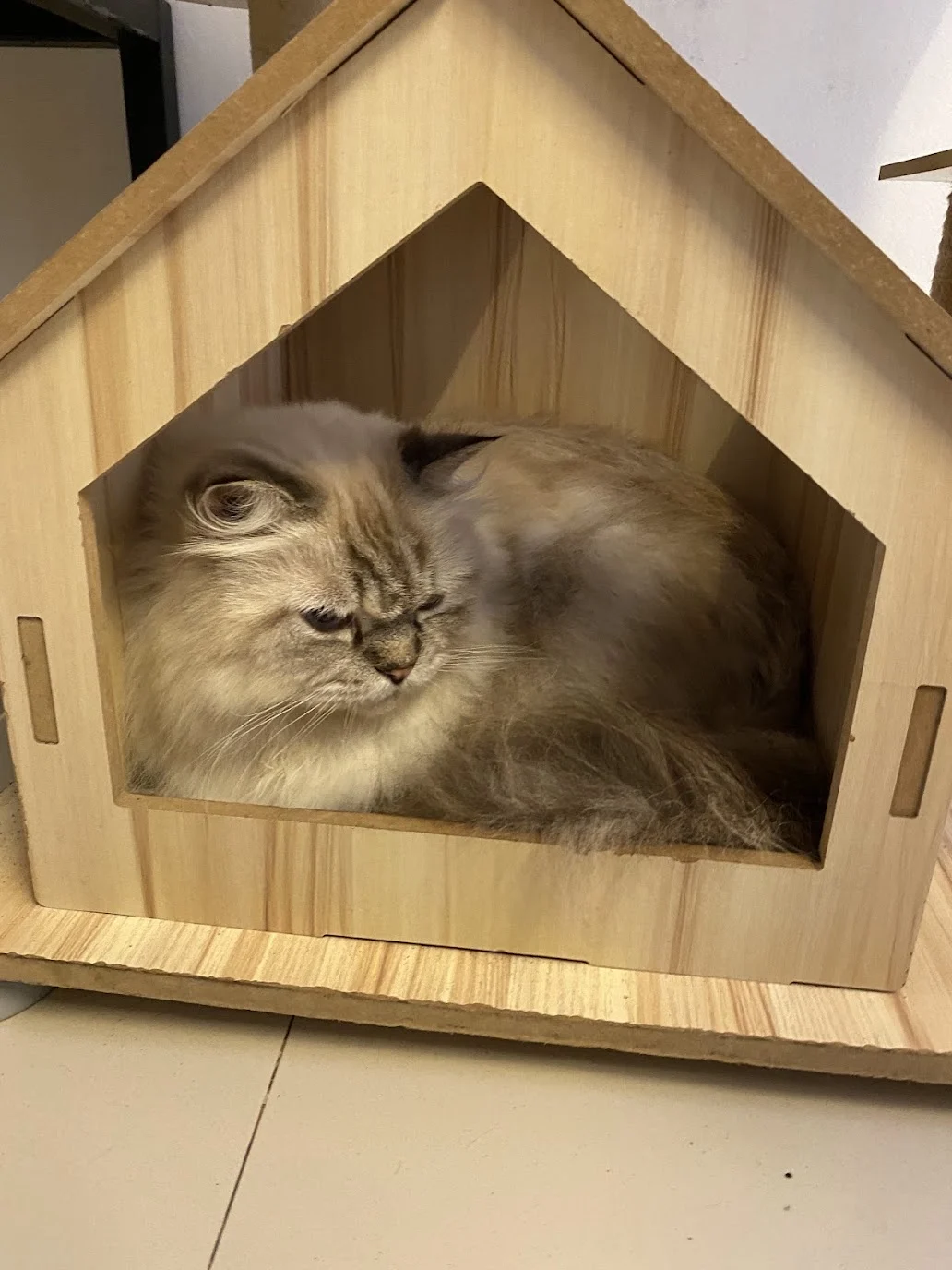 Cat Cafe Sanur
